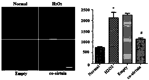 Application of rhodotorula glutinis deacetylase protein 4 for improving mitochondrial functions