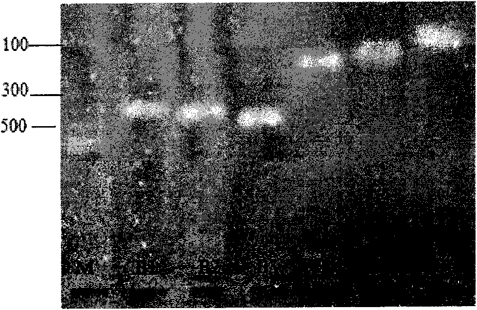 Human papillomavirus HPV DNA fragment, specific primer and application thereof