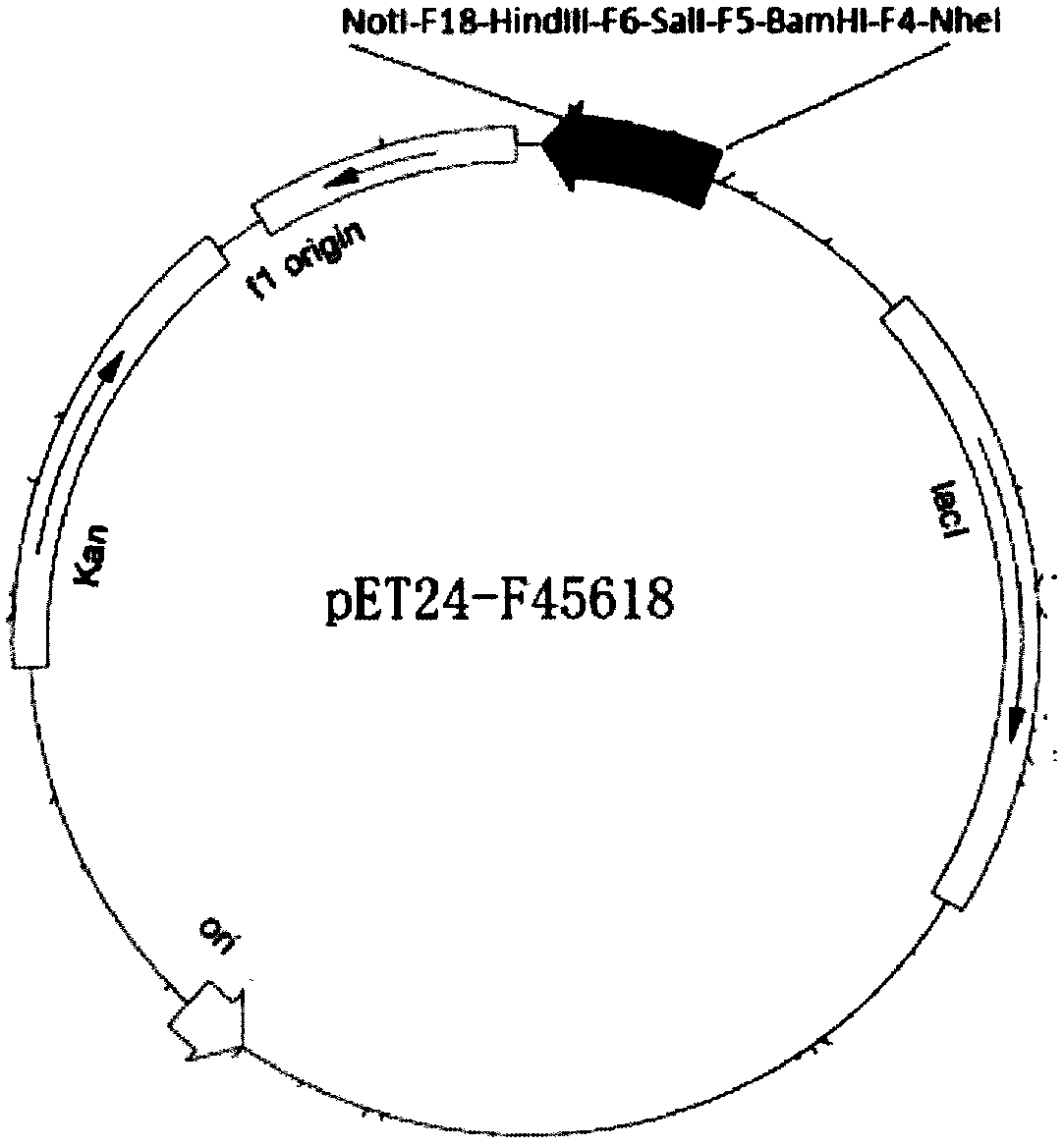 Tetravalent ciliary protein immunogen of enterotoxigenic escherichia coli and preparation method thereof