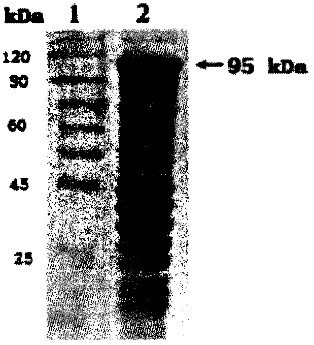 Tetravalent ciliary protein immunogen of enterotoxigenic escherichia coli and preparation method thereof