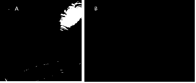 A strain of Sphingomonas and its application