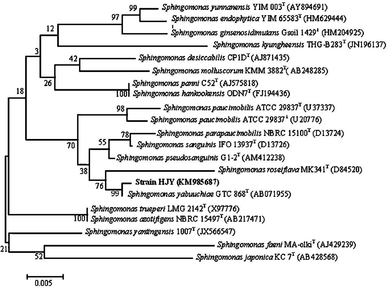 A strain of Sphingomonas and its application