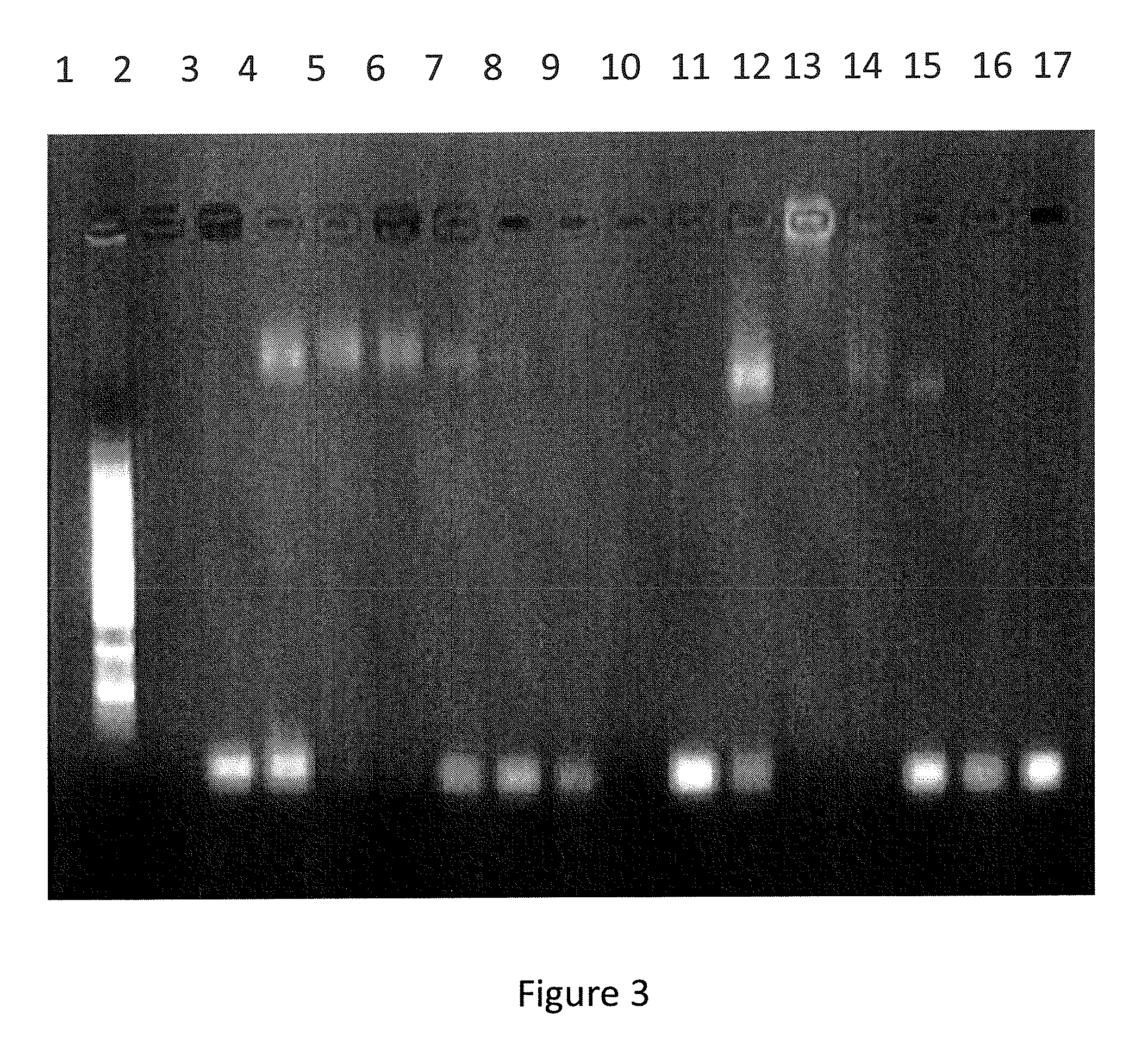 Modified coiled coil type proteins having improved properties