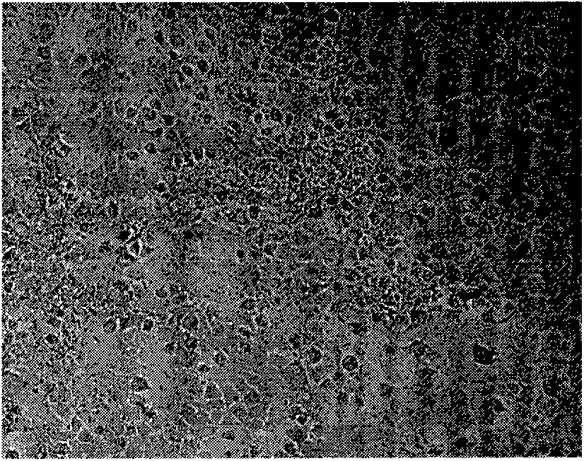 Pig small intestine epithelial cell line and construction method thereof