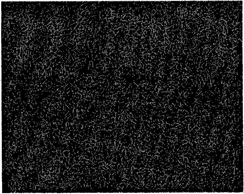 Pig small intestine epithelial cell line and construction method thereof