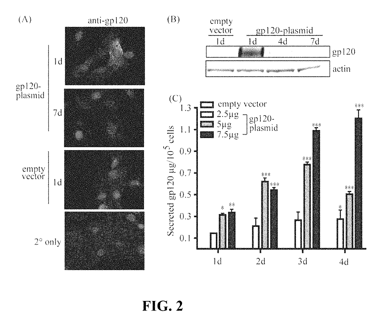 Primary mesenchymal stem cells as a vaccine platform