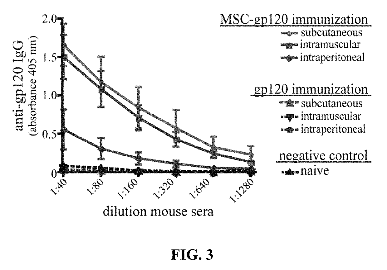 Primary mesenchymal stem cells as a vaccine platform