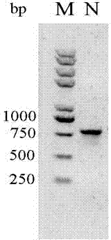 Lyase of self-cleaving escherichia coli, and applications thereof