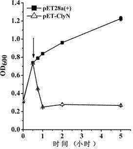 Lyase of self-cleaving escherichia coli, and applications thereof