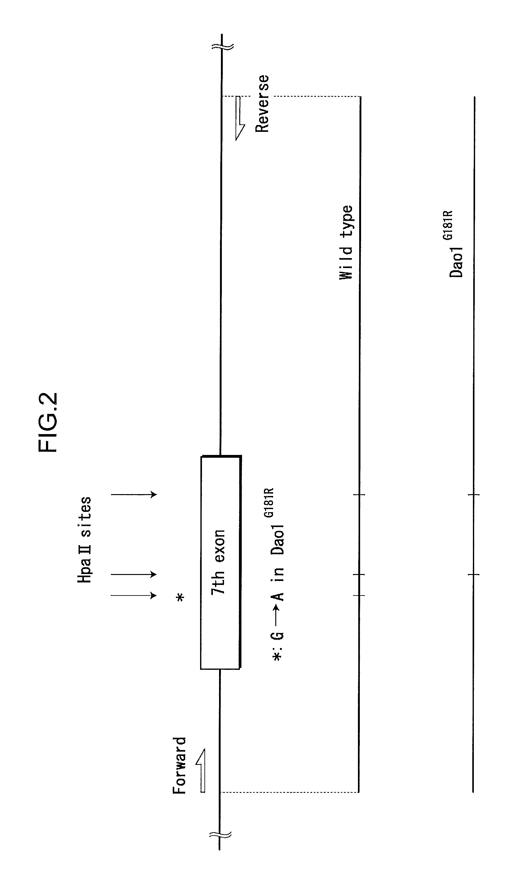 Evaluation/screening method for diseases associated with D-amino acid utilizing DAO1-/-mouse