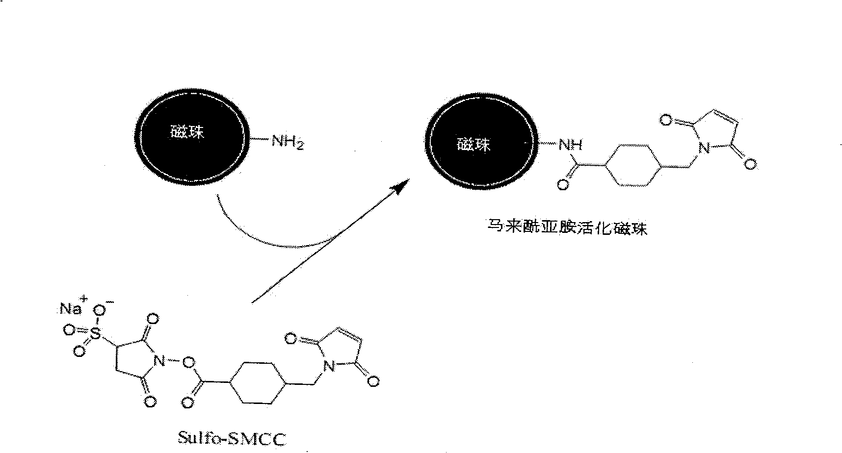 Method for covalent coupling protein on amino magnetic bead surface