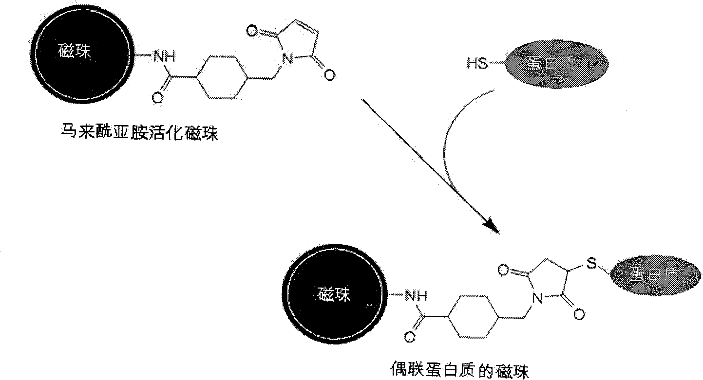 Method for covalent coupling protein on amino magnetic bead surface