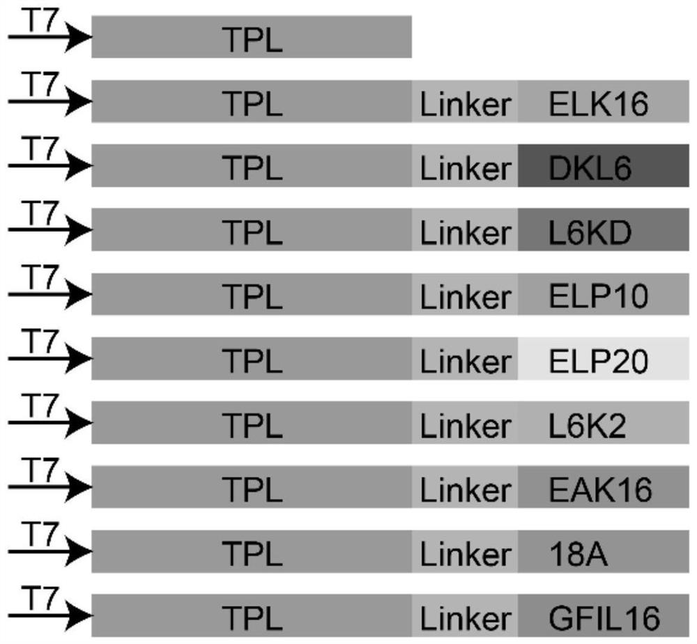 Escherichia coli for expressing tyrosine phenol lyase active inclusion body and application of escherichia coli