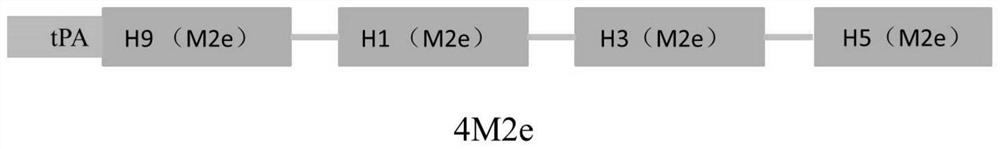 A kind of universal DNA vaccine of type A influenza virus and its construction method