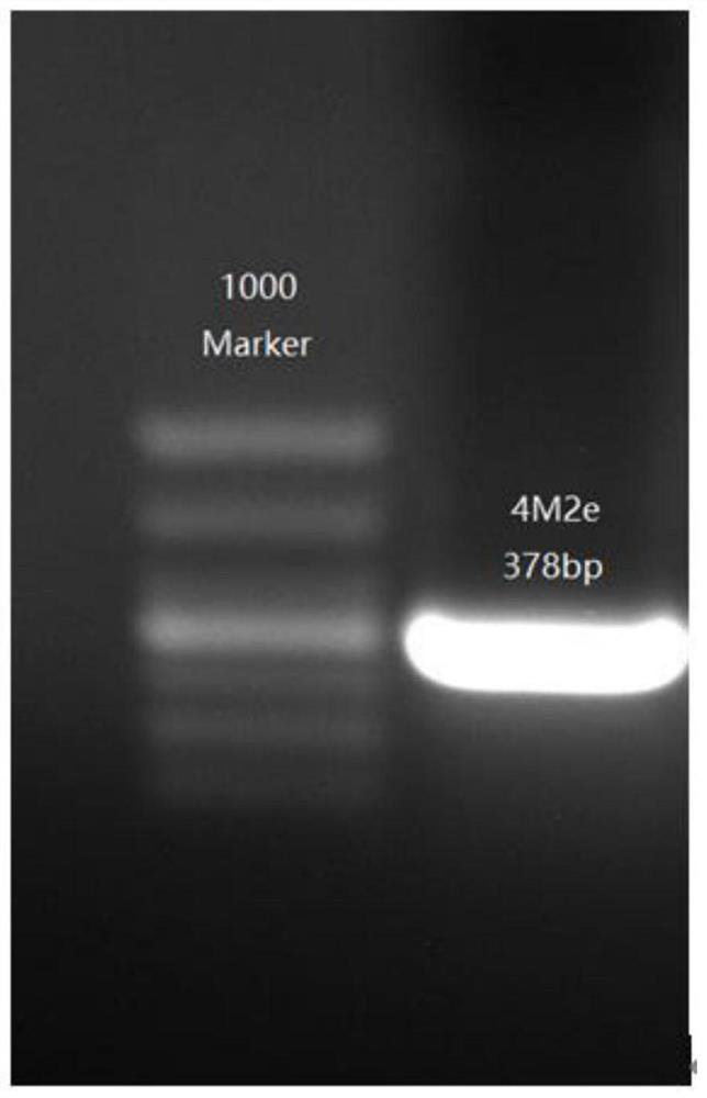 A kind of universal DNA vaccine of type A influenza virus and its construction method