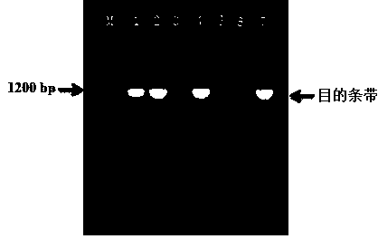 Engineered escherichia coli for expressing lignin peroxidase, preparation method and application of engineered escherichia coli