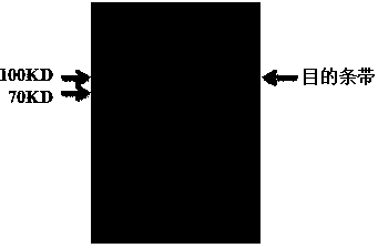 Engineered escherichia coli for expressing lignin peroxidase, preparation method and application of engineered escherichia coli