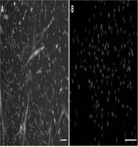 In-vitro efficient culture method for muscle stem cells