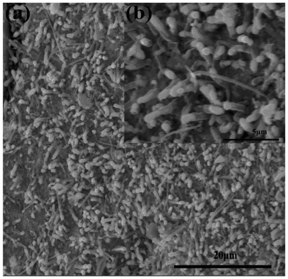 Preparation method of nitrogen-doped graphene oxide-supported carbon nanotubes and fe/zif8 composites