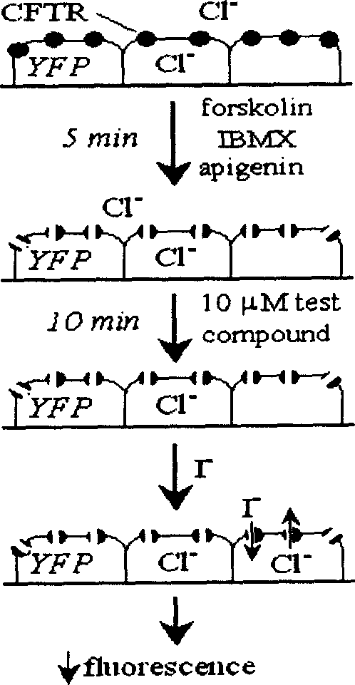 Application of pyrimidone compounds in preparing medicine