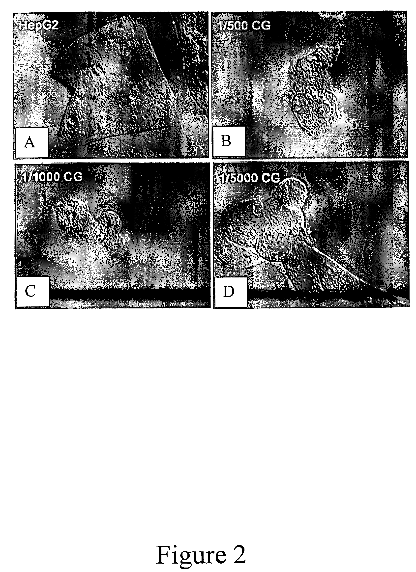 Use of abietic acid and derivatives thereof for inhibiting cancer