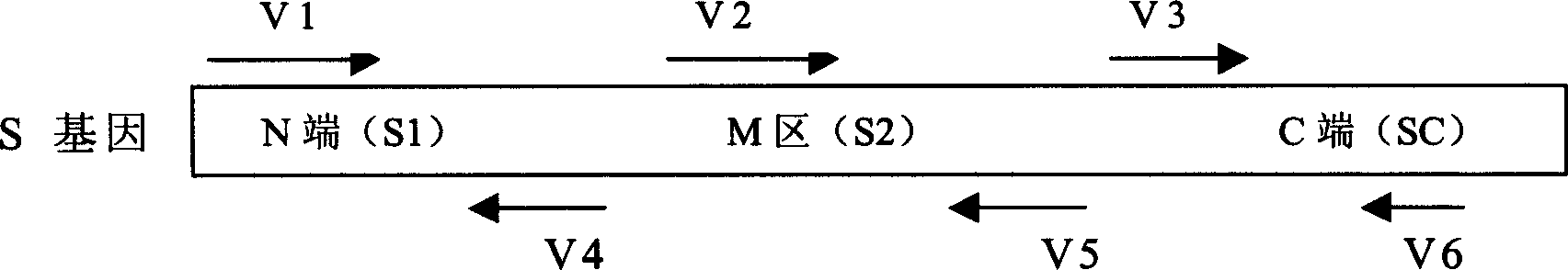 SARS vaccine of adenovirus carrier and preparation method, application of coronavirus S gene