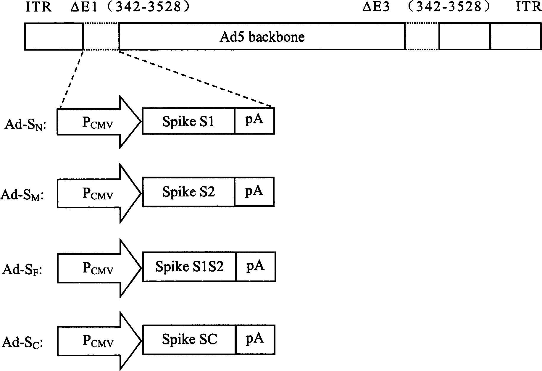 SARS vaccine of adenovirus carrier and preparation method, application of coronavirus S gene