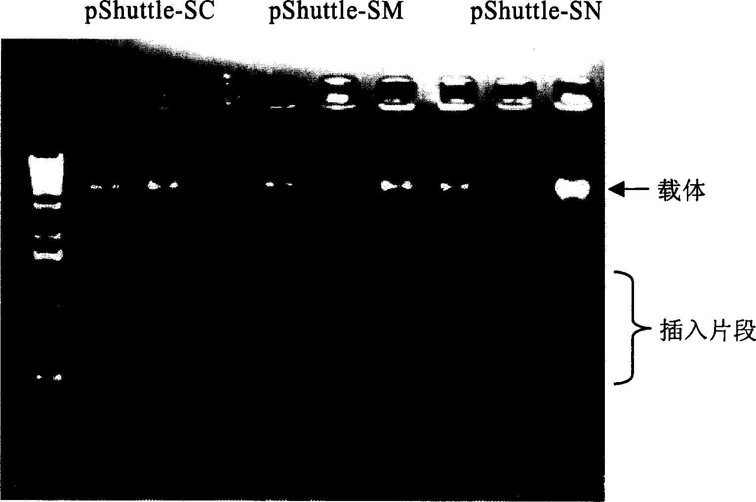 SARS vaccine of adenovirus carrier and preparation method, application of coronavirus S gene