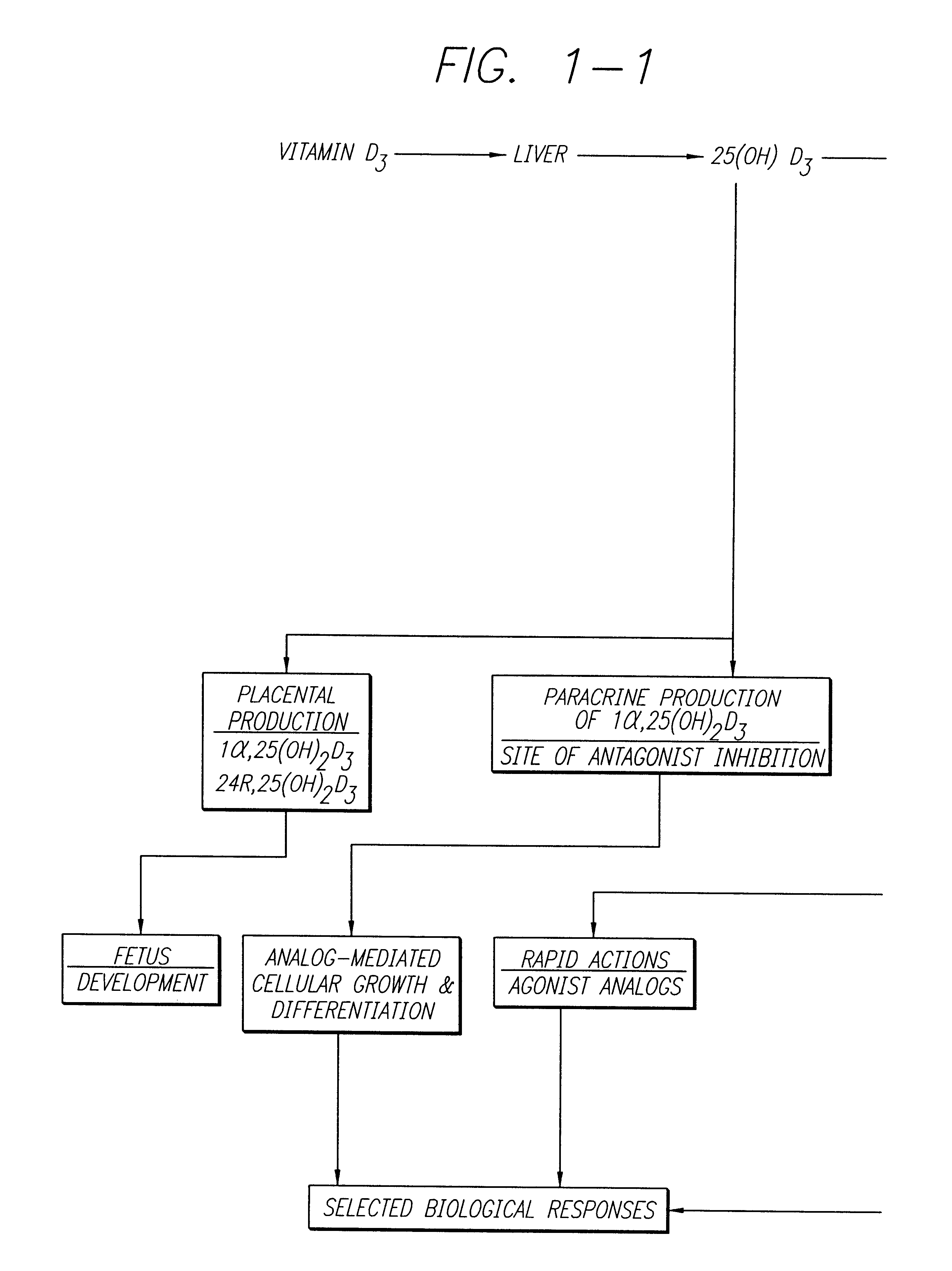 Therapeutically effective 1alpha, 25-dihydroxyvitamin D3 analogs and methods for treatment of vitamin D diseases