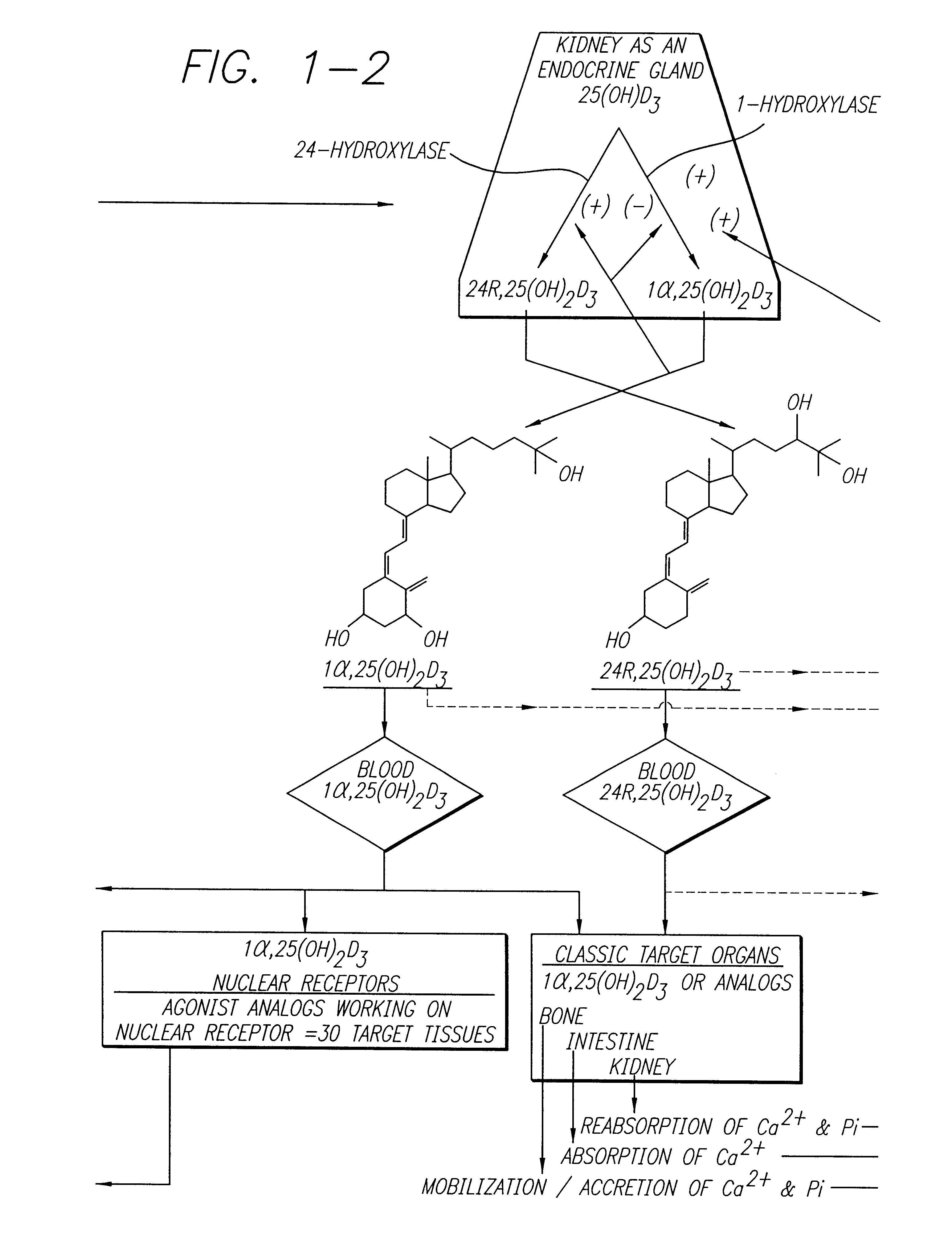 Therapeutically effective 1alpha, 25-dihydroxyvitamin D3 analogs and methods for treatment of vitamin D diseases