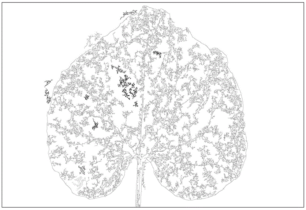 Method and system for obtaining leaf disease degree in open field environment