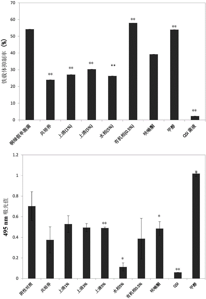 Rhizobium sp. and application thereof