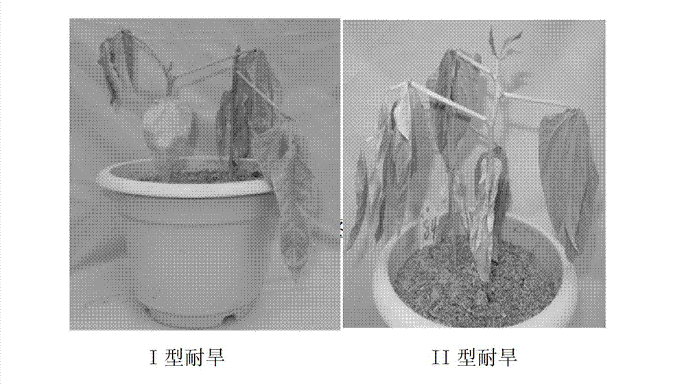 Method for testing drought tolerances of vigna unguiculata type I and vigna unguiculata type II by fluorogenic quantitative PCR (polymerase chain reaction), diagnostic genes and primers