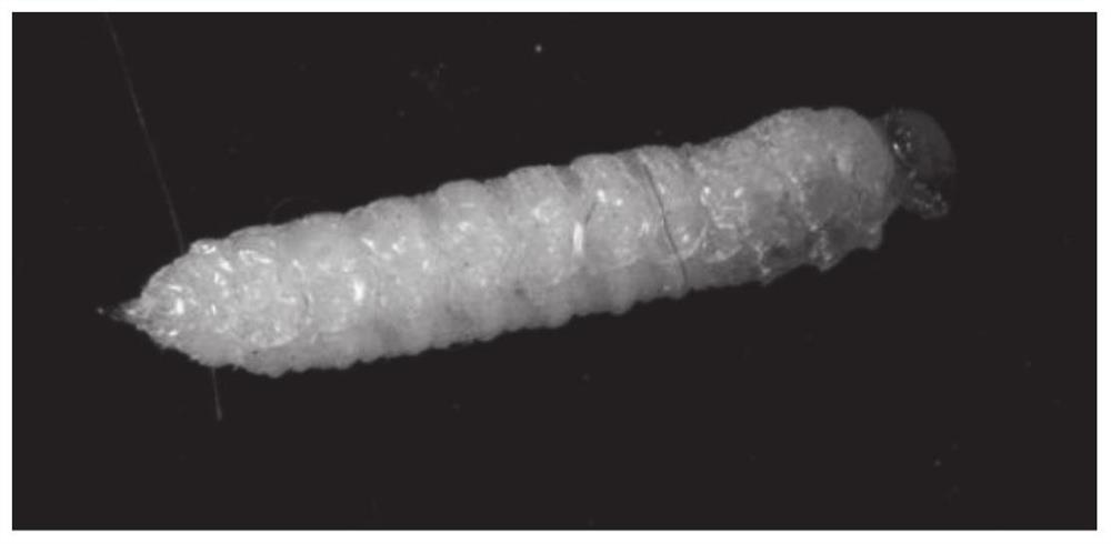 Method for breeding scleroderma guani by using prepupae of Stenocephus fraxini Wei as hosts and application