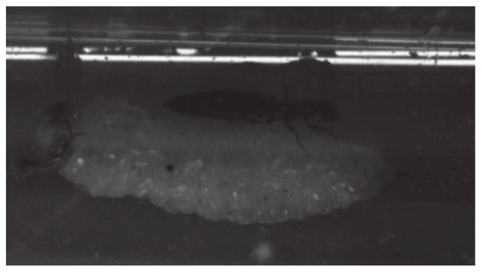 Method for breeding scleroderma guani by using prepupae of Stenocephus fraxini Wei as hosts and application