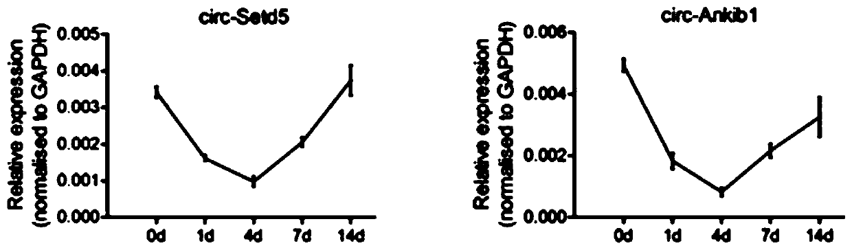 Application of circular RNA circ-Ankib1 in preparation of medicament for promoting nerve regeneration and repairing nerve injury