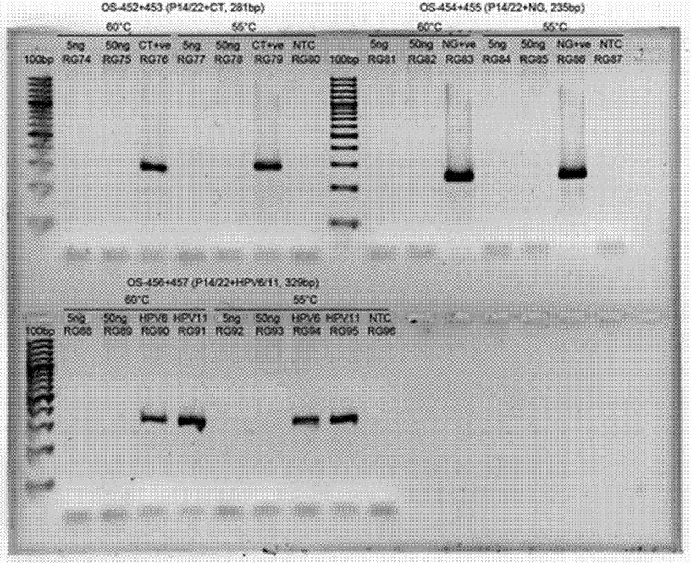 Rapid genotyping analysis and kits thereof