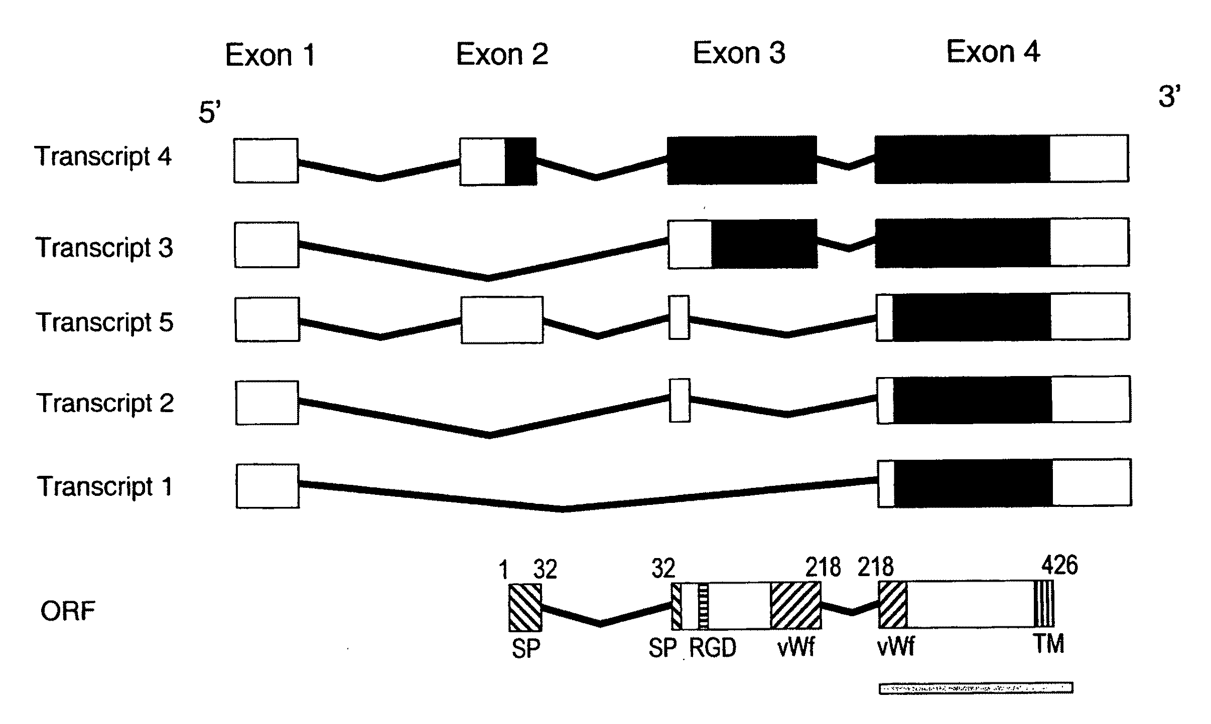 Juvenile hemochromatosis gene (HFE2A), expression products and uses thereof