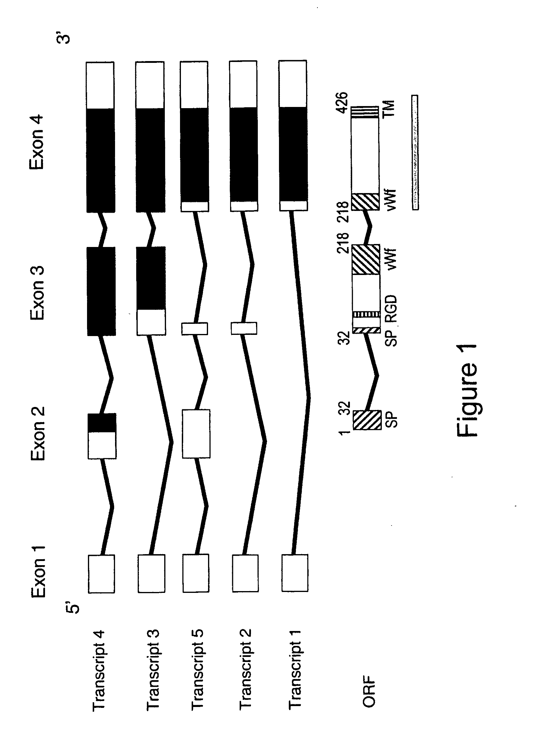 Juvenile hemochromatosis gene (HFE2A), expression products and uses thereof