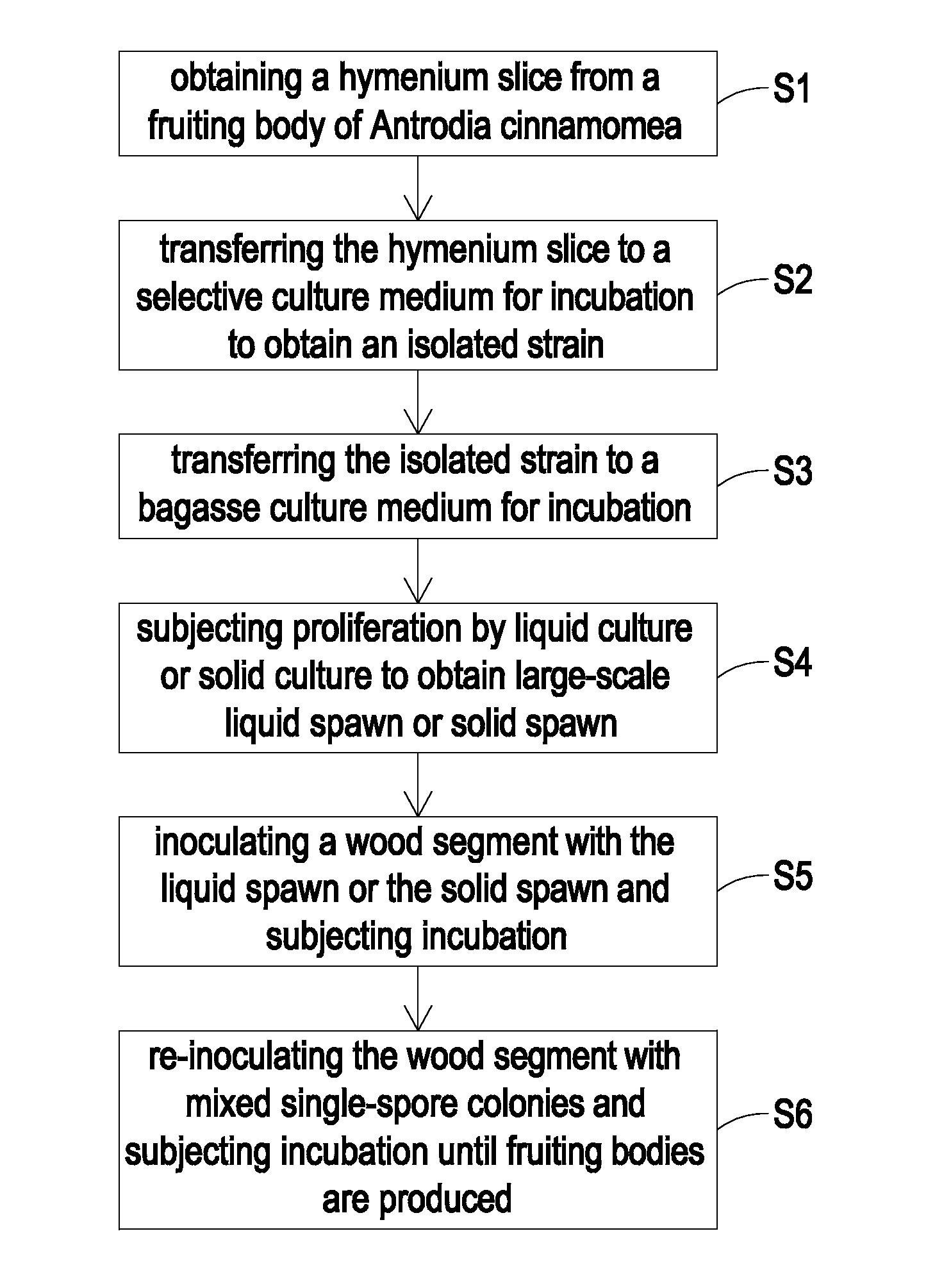 Method for incubating fruiting bodies of antrodia cinnamomea