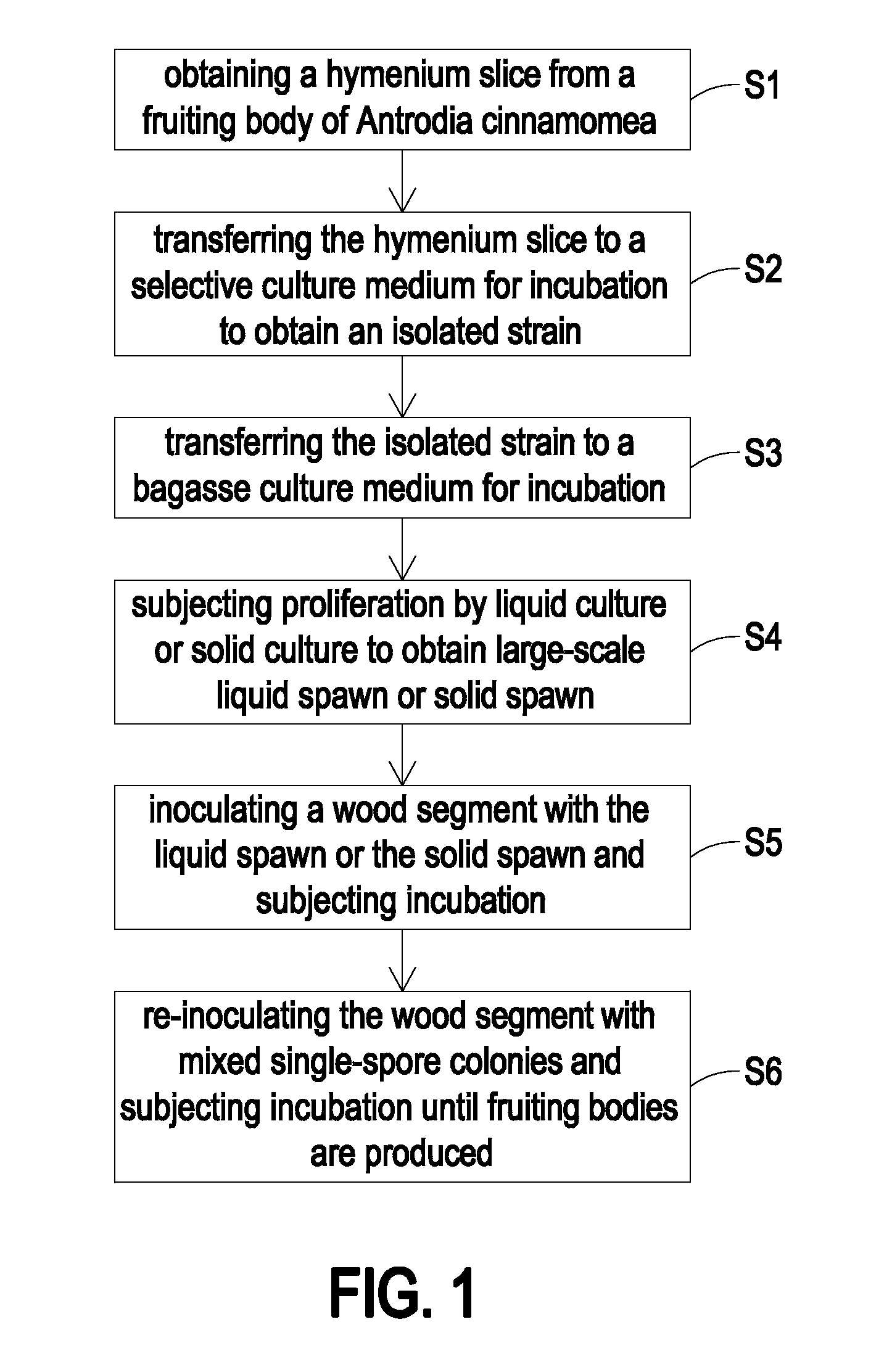 Method for incubating fruiting bodies of antrodia cinnamomea