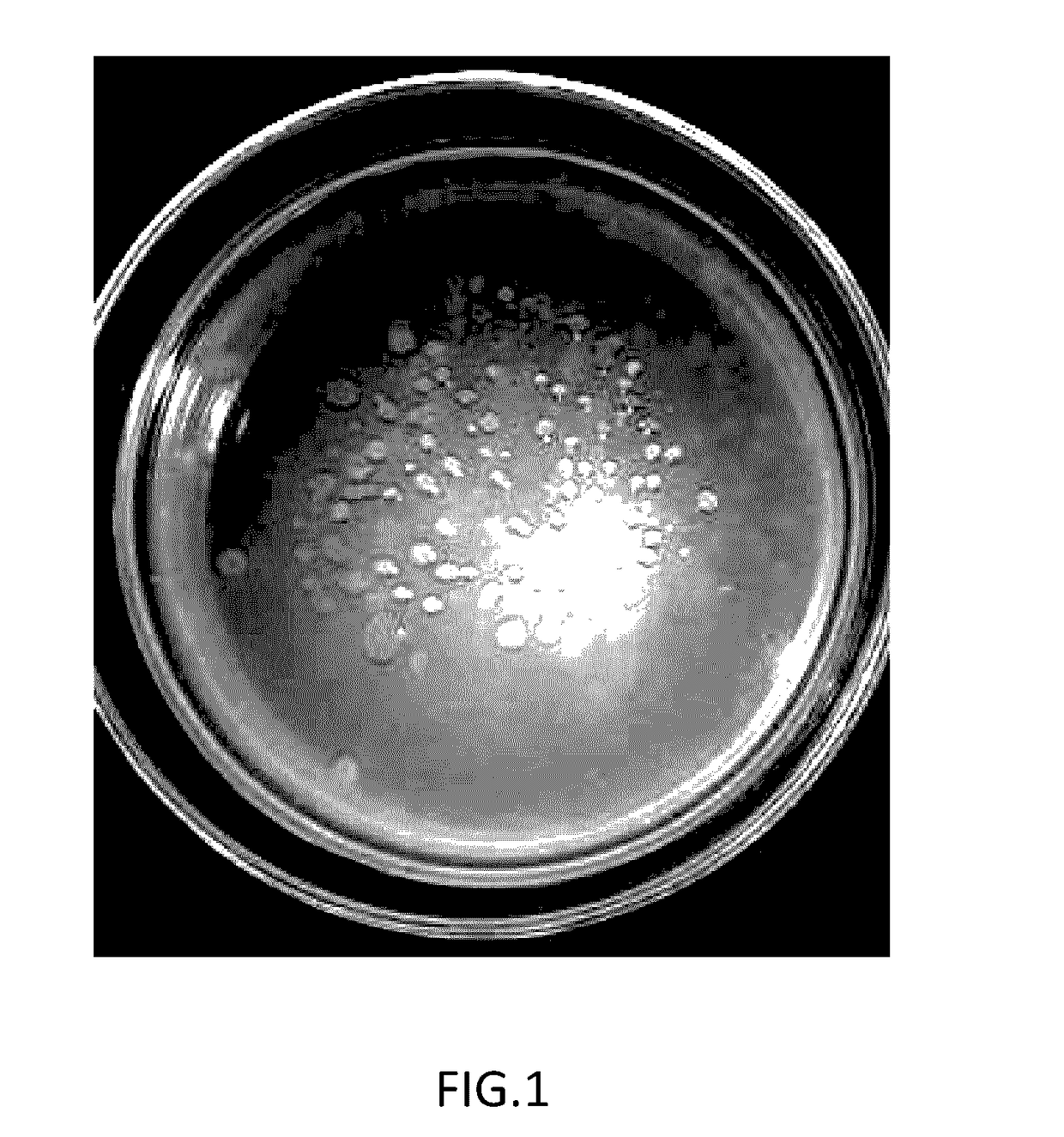 Method of identifying whether Azotobacter secrets ammonia using nitrogen-free solid incubation media