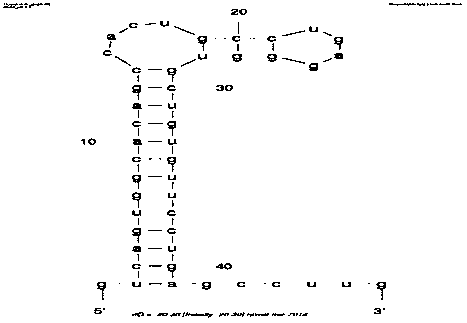 Exosomal biomarker for auxiliary diagnosis of SCA3/MJD and screening and identification method thereof