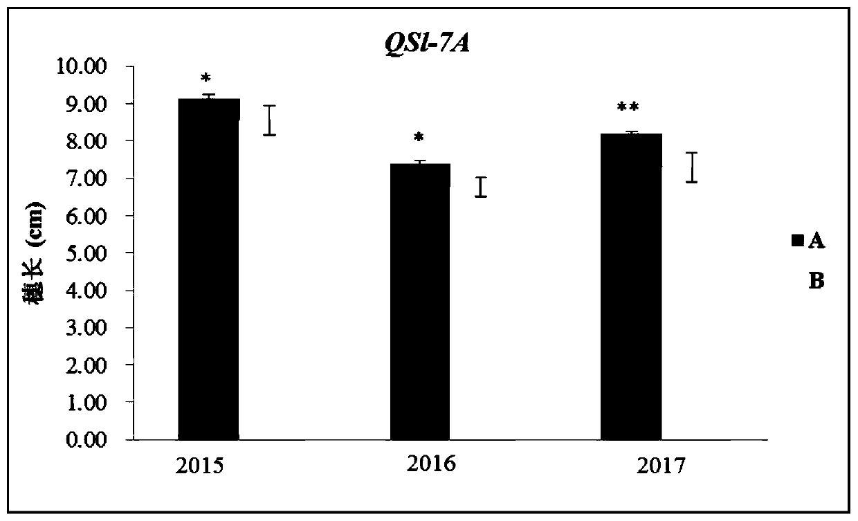 KASP marker relevant with wheat head length under low-salt condition and application of KASP marker