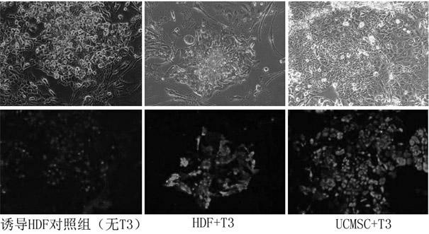 Method for efficiently inducing reprogramming of human body cells into pluripotent stem cells