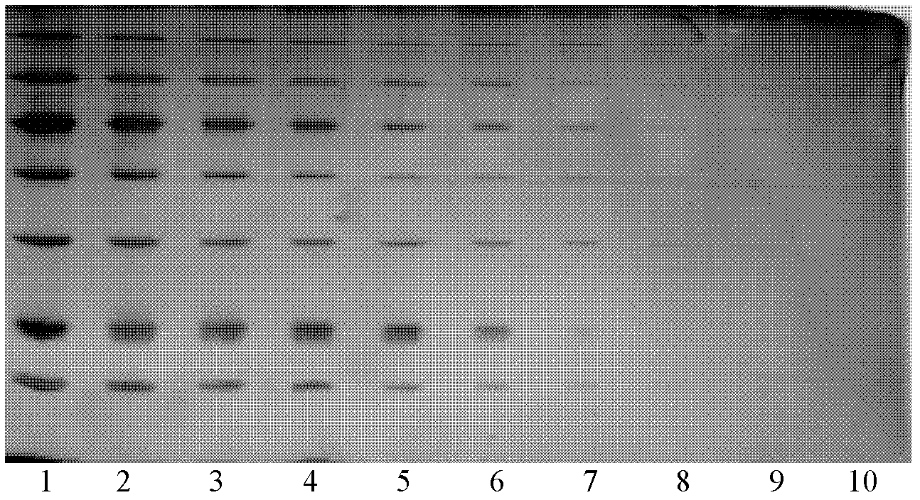 Silver staining reagent and staining method thereof