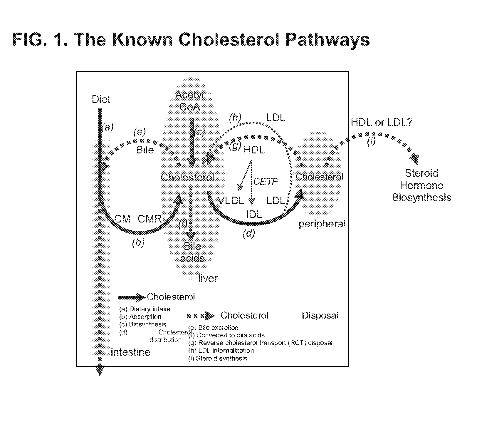 Steroid hormone and cholesterol pathways as one unified homeostatic system