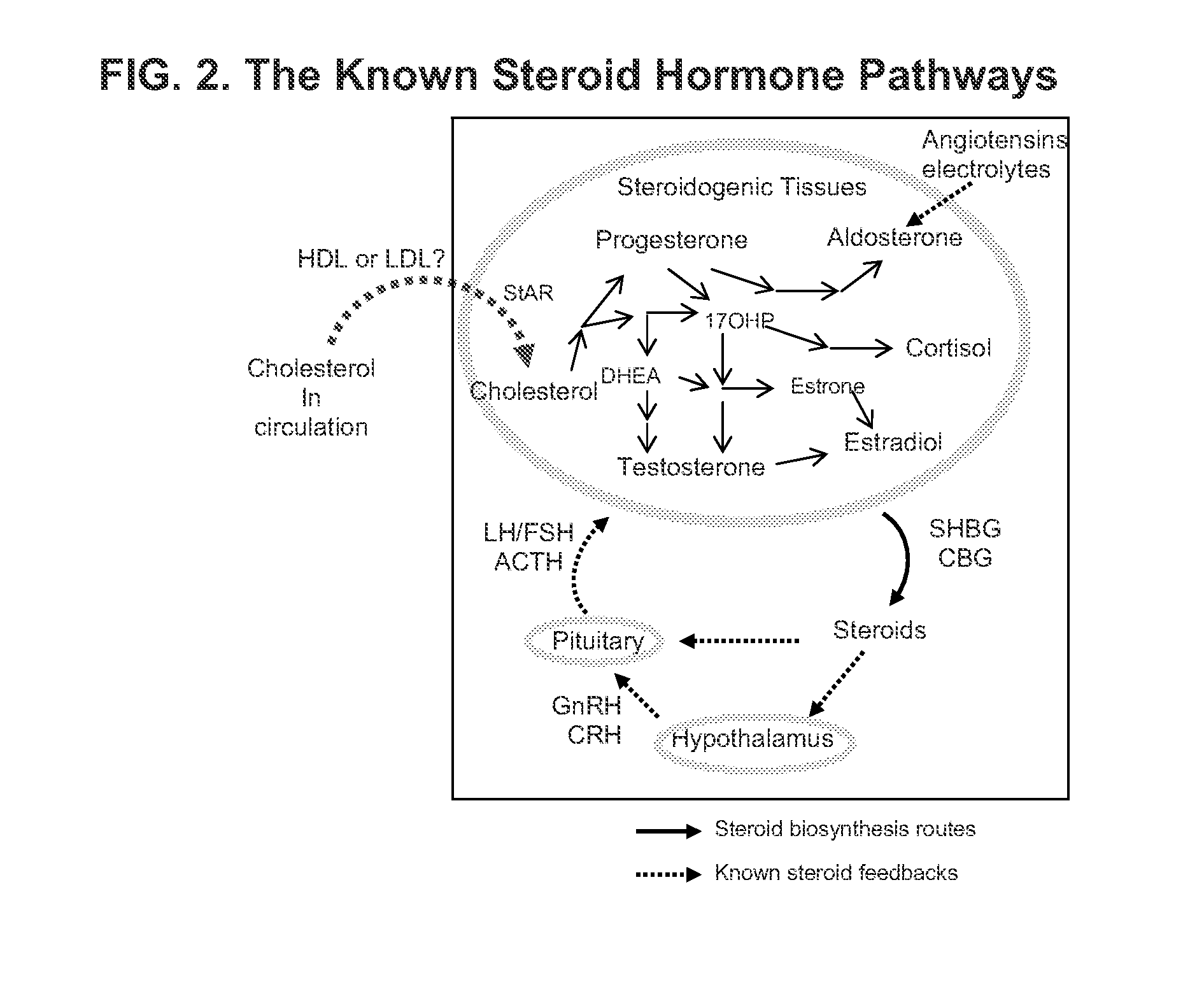 Steroid hormone and cholesterol pathways as one unified homeostatic system