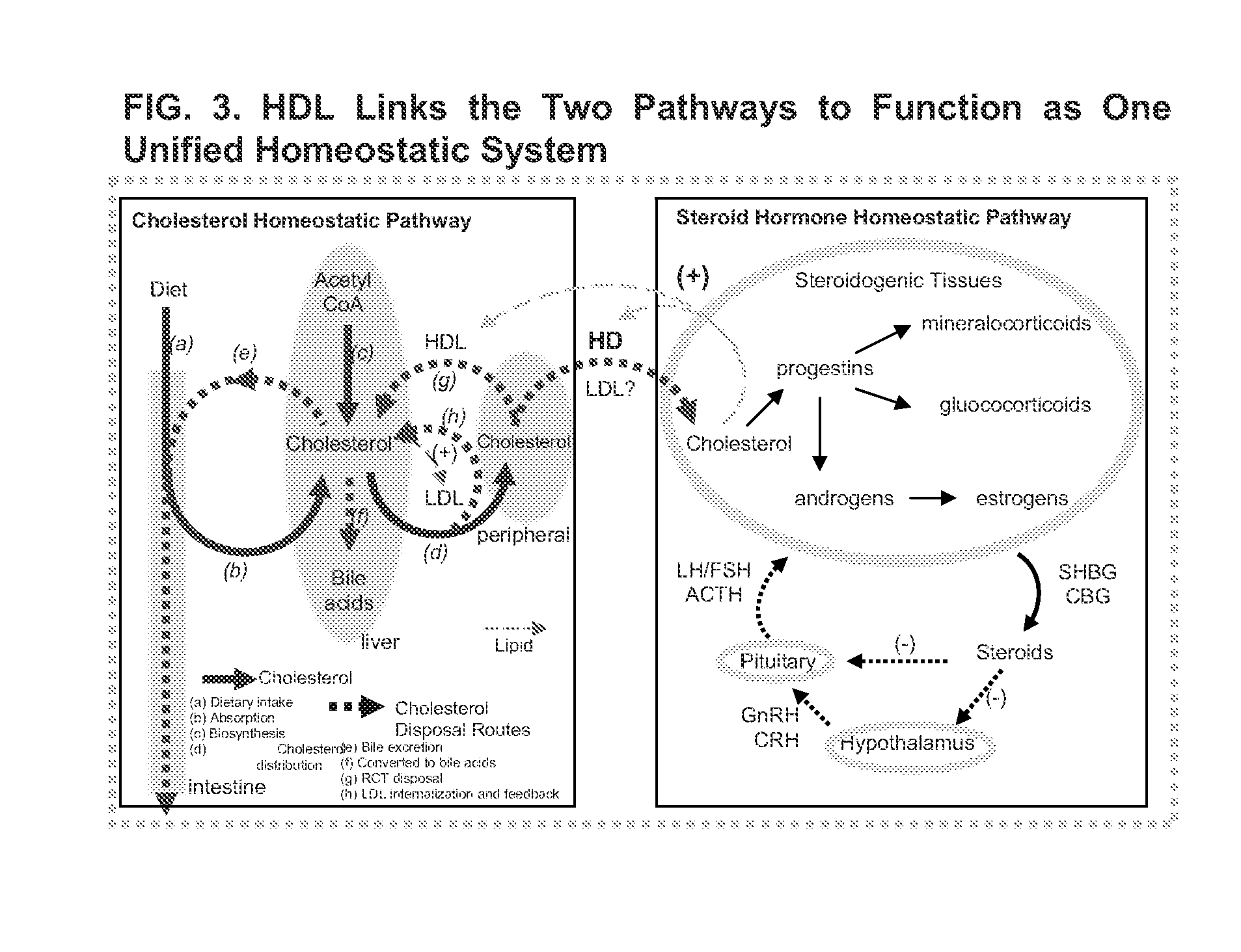 Steroid hormone and cholesterol pathways as one unified homeostatic system