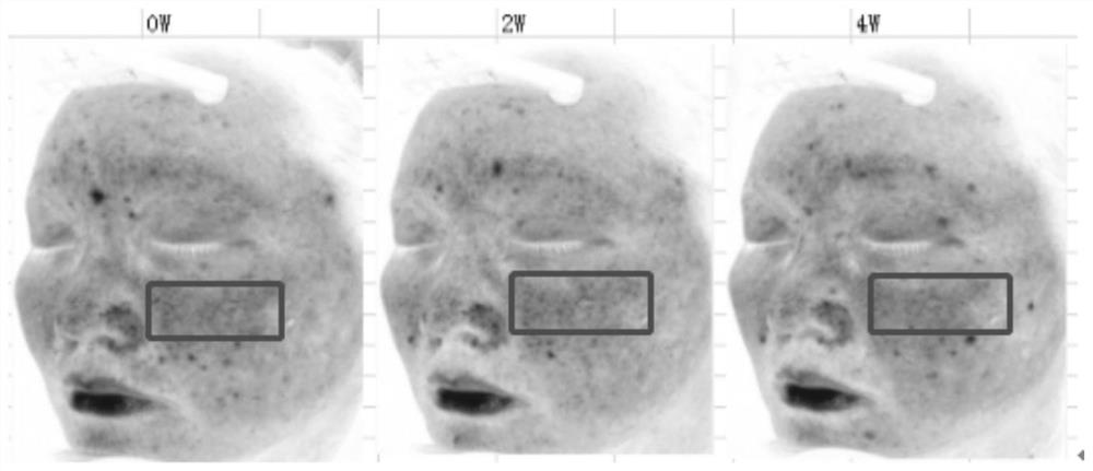 Photoprotective plant extract composition and application thereof